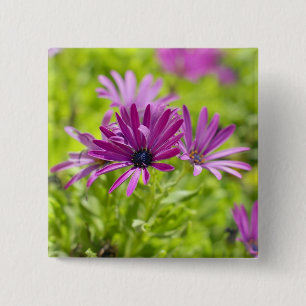 African Daisy Flower Button