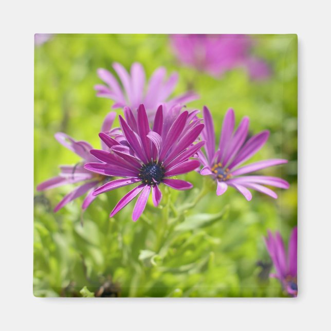 African Daisy Flower Magnet (Front)