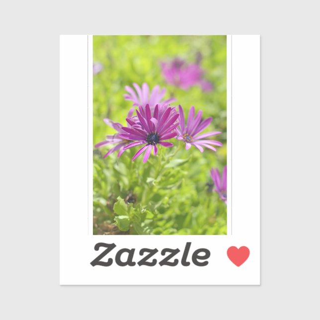 African Daisy Flower Sticker (Sheet)