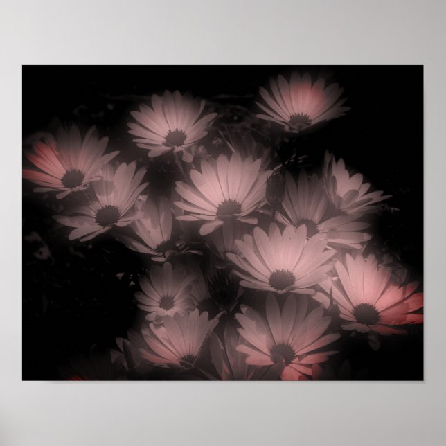 African Daisy Flowers High Contrast Tinted Poster (Front)