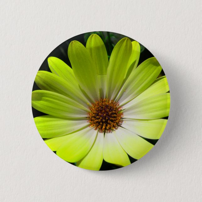 African Daisy Fluorescent Yellow Button (Front)