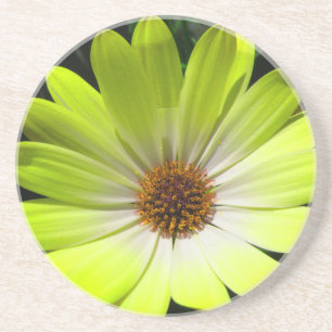 African Daisy Fluorescent Yellow Coasters
