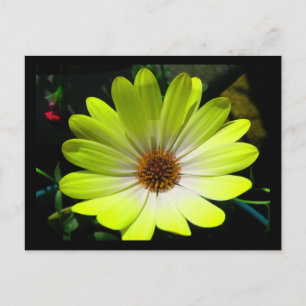 African Daisy Fluorescent Yellow Postcard
