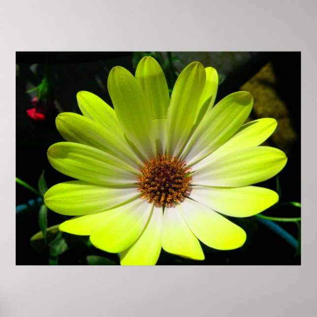African Daisy Fluorescent Yellow Print (Front)