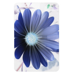 African Daisy Glowing Blue Premium Magnet