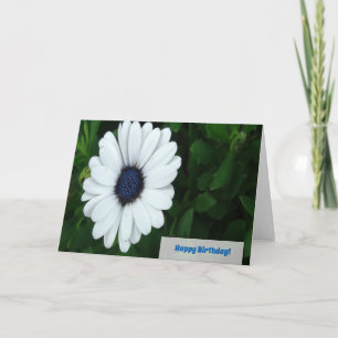 African Daisy greeting card