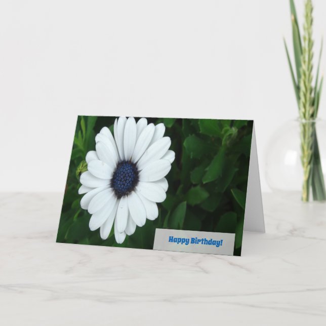 African Daisy greeting card (Front)