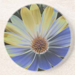 African Daisy Lapis and Gold Coasters