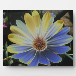 African Daisy Lapis and Gold Plaque