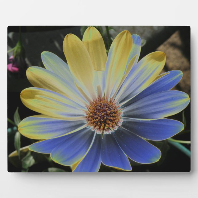 African Daisy Lapis and Gold Plaque (Front)