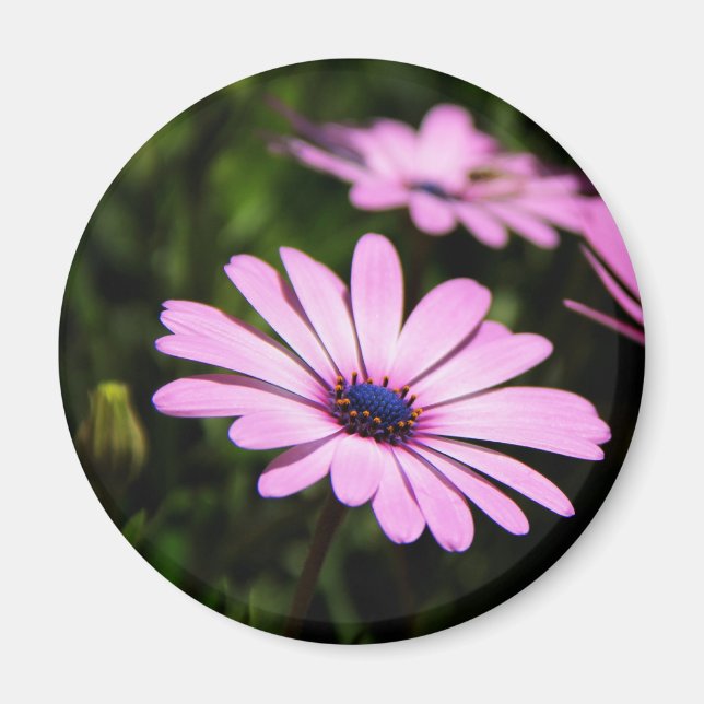 African Daisy Magnet (Front)