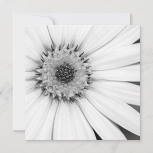African Daisy Monochrome Floral Card