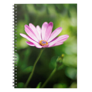 African daisy notebook