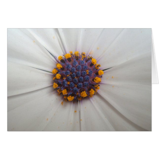 African Daisy Photography (Front Horizontal)