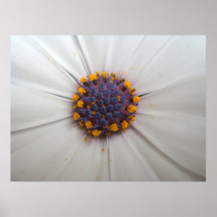 African Daisy Photography Print