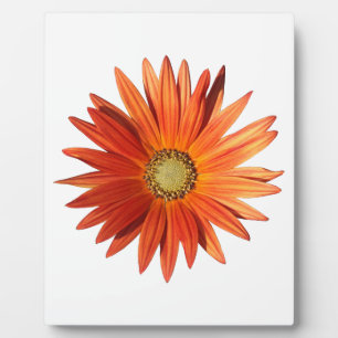 African Daisy Plaque