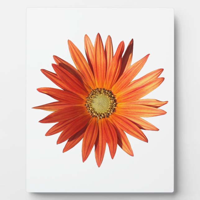 African Daisy Plaque (Front)