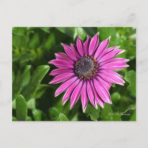 African Daisy Postcard