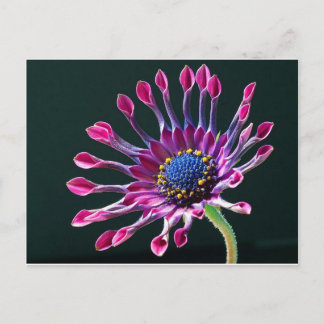 African Daisy Postcard