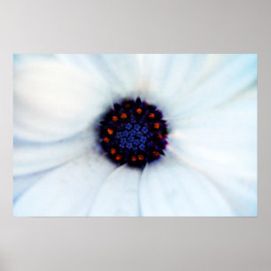 African Daisy Poster