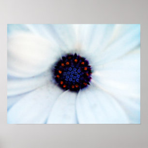 African Daisy Poster