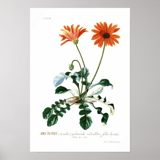 African Daisy Poster (Front)