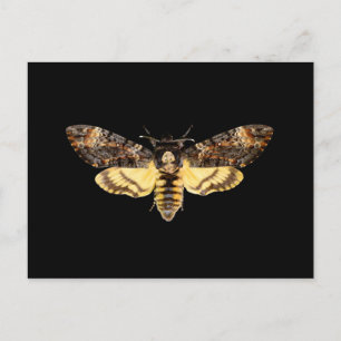 african death head hawkmoth moth butterfly insect postcard