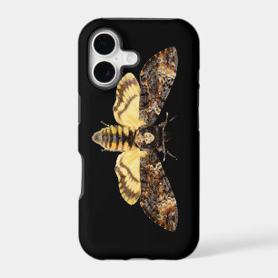 african death head moth butterfly insect Acheronti
