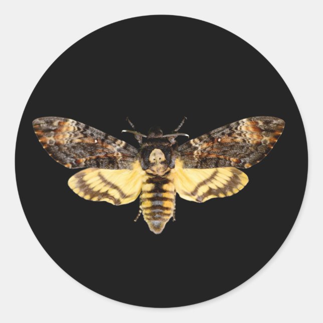 african death head moth butterfly insect Acheronti Classic Round Sticker (Front)