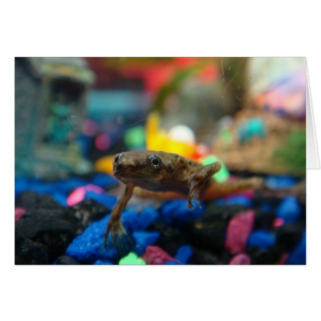 African Dwarf Frog (Front Horizontal)