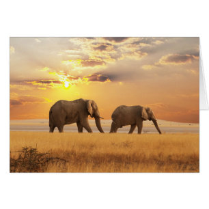 African Elephant