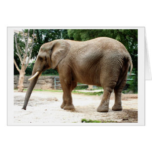African elephant