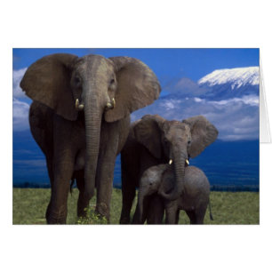 African Elephant