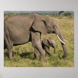 African Elephant and cub (Loxodonta africana), Poster