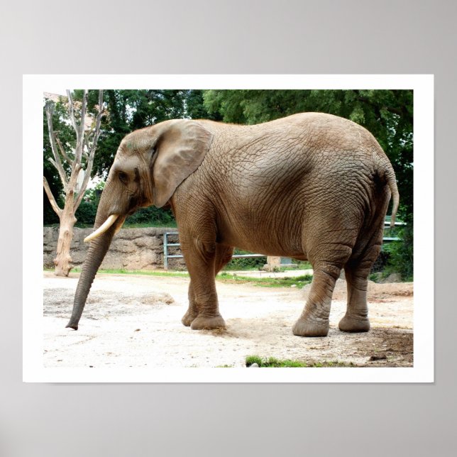 African elephant animal poster (Front)