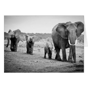 African Elephant & Calves Kenya, Africa