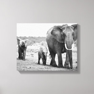 African Elephant & Calves Kenya, Africa Canvas Print