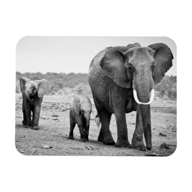 African Elephant & Calves | Kenya, Africa Magnet (Horizontal)