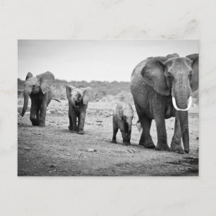 African Elephant & Calves   Kenya, Africa Postcard