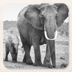 African Elephant & Calves   Kenya, Africa Square Paper Coaster