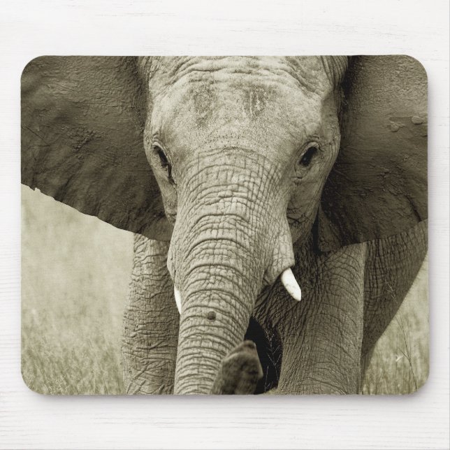 African elephant charge, wildlife safari mousepads (Front)