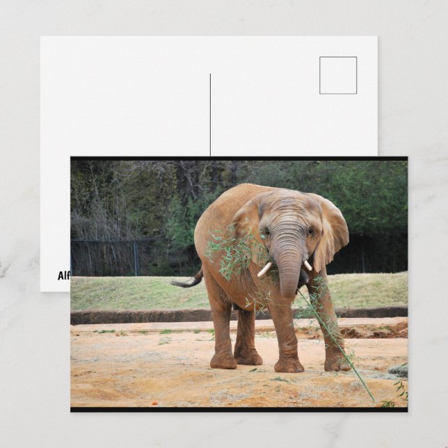 African Elephant Eating Postcard (Front/Back)