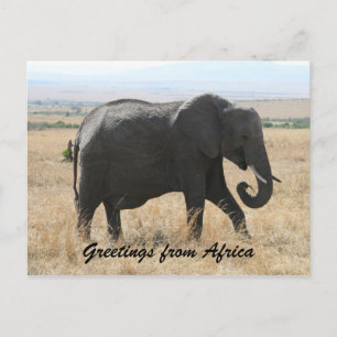 african elephant greetings postcard