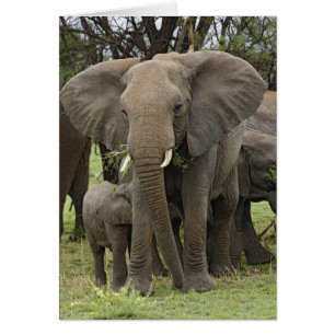 African Elephant Herd