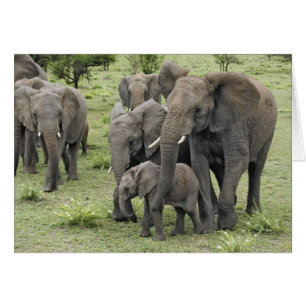 African Elephant Herd