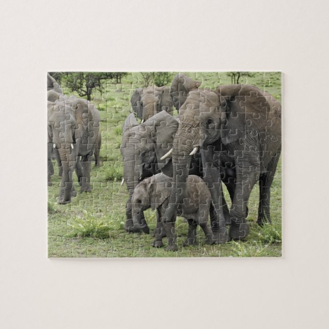 African Elephant herd, Loxodonta africana, 2 Jigsaw Puzzle (Horizontal)