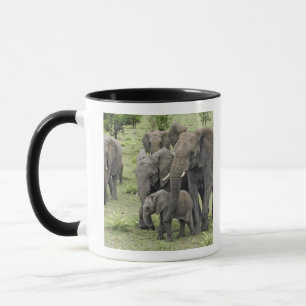 African Elephant herd, Loxodonta africana, 2 Mug