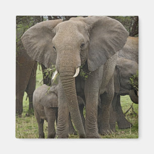 African Elephant Herd Magnet