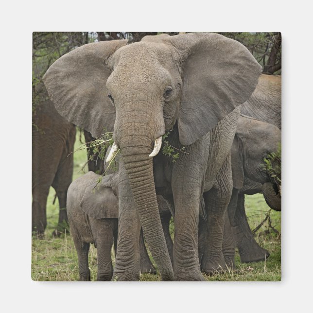 African Elephant | Herd Magnet (Front)