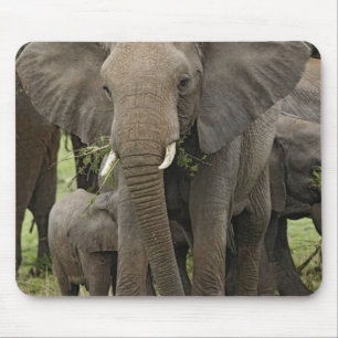 African Elephant   Herd Mouse Pad